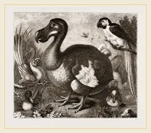 Dodo Bird Stampe: Dodo