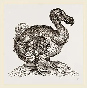 Dodo Bird Stampe: Dodo from Bontius