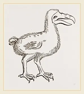 Dodo Bird Stampe: Dodo from Clusius