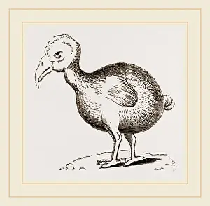 Dodo Bird Stampe: Dodo from Herbert