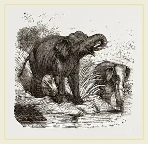 Natural History Museum Exhibits Stampe: Elephant