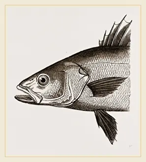 Nature Photography Collection Stampe: Head of Basse