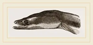 Natural History Museum Specimens Stampe: Head of Eel