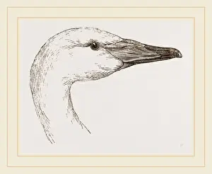 Biology Illustrations Stampe: Head of Hooper