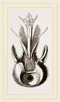 Human Head Anatomy Stampe: Head of Pee