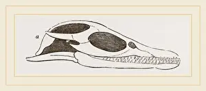 Natural History Museum Exhibits Stampe: Head of Plesiosaurus