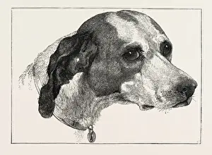 Edwin Landseer Paintings Stampe: HEAD OF POINTER (DOG), BY EDWIN LANDSEER, 1802-1873, PAINTER, 1873 engraving