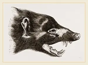 Natural History Museum Exhibit Stampe: Head of Skunk