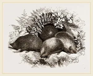 Hedgehog Species Stampe: Hedgehogs
