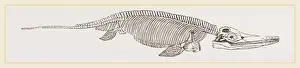 Natural History Museum Specimens Stampe: Ichthyosaurus