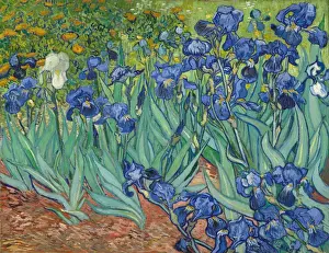 Vincent Van Gogh Masterpiece Stampe: Irises