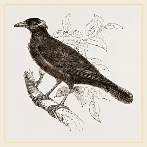 Nature Reserve Indonesia Stampe: Java Mino-Bird