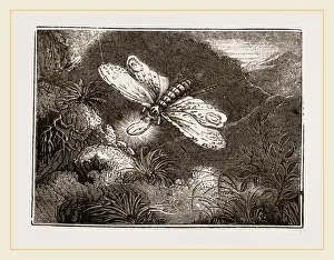 Stampa con cornice : Lantern-Fly