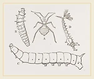 Insect Life Cycle Stages Stampe: Larvae of Insects