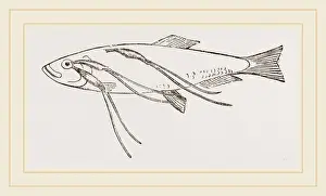 Nature Photography Collection Stampe: Lerneans on Sprat