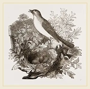 Nightingale Bird Stampe: Nightingale