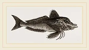 Plant Biology Images Stampe: Piper