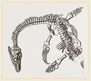 Plesiosaurus Fossil Stampe: Plesiosaurus as imbedded