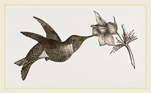 Ruby Throated Hummingbird Stampe: Ruby-throated Humming-bird