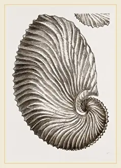 Natural History Museum Specimens Stampe: Shell of Argonaut