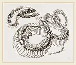 Natural History Museum Exhibits Stampe: Skeleton of Boa Constrictor