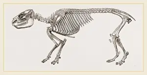 Natural History Museum Exhibits Stampe: Skeleton of Daman