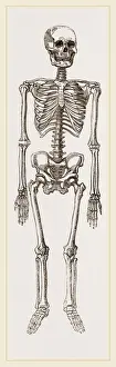 Human Skeleton Stampe: Skeleton of Man