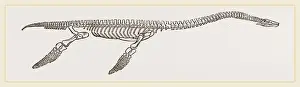 Marine Reptile Fossils Stampe: Skeleton of Plesiosaurus restored