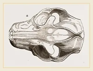 Natural History Museum Exhibits Stampe: Skull of Galeopithecus Philippinensis