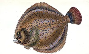 Marine Life Illustration Stampe: Small-headed Dab, Pleuronectes microcephalus, 1803, British fishes, Donovan, E. (Edward)