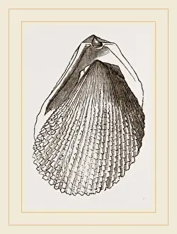 Carcinoma di Limfo