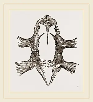 Natural History Museum Exhibit Stampe: Sternum of Loggerhead Turtle