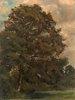Green Meadow Landscapes Stampe: Study of an Ash Tree, Lionel Constable, 1828-1887, British