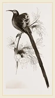 Australian Native Bird Species Stampe: Superb Epimachus