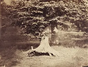 19th Century French Artwork Stampe: [The Beech Tree]