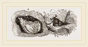 Insect Life Cycle Stages Stampe: Transformations of Cockchafer