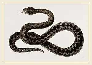 Venomous Snake Species Stampe: Viper