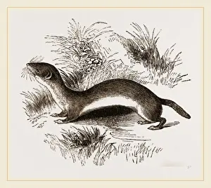 Weasel Species Stampe: Weasel