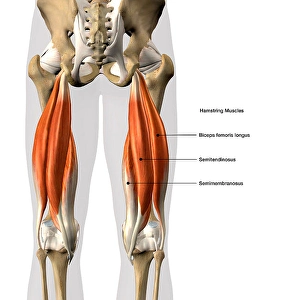 Anatomy Illustrations Stampe: 3D rendering of the hamstring muscles, with labels