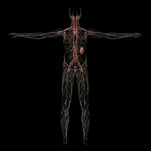 Circulatory System Physiology Stampe: 3D rendering of human lymphatic system