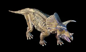 Animal Anatomy Illustration Stampe: 3D rendering of Triceratops with skeleton in ghost effect