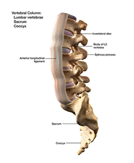 Human Spine Anatomy Stampe: 3D rendering of the vertebral column