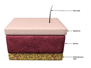 Human Skin Anatomy Stampe: Basic layers of human skin; epidermis