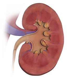 Kidney Anatomy Stampe: Coronal section of left kidney