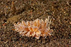 Gastropod Animal Pictures Stampe: Cryptic nudibranch, Phyllodesmium crypticum