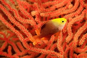 Tropical Fish Images Stampe: This darker version of Talbot's damselfish