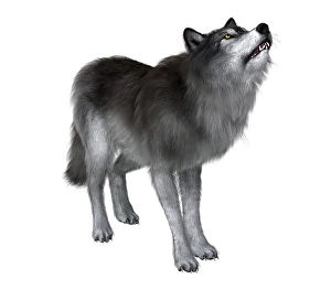 Grey Wolf Species Stampe: Dire wolf howling