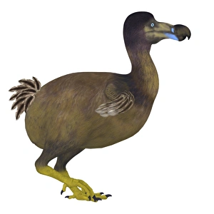 Alleati Stampe: Uccello dodo, vista laterale.