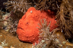 Tropical Ocean Life Stampe: Frogfish in the Philippines