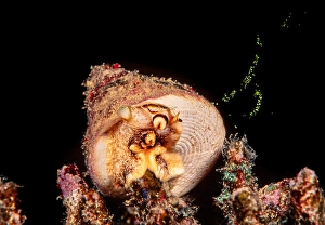 Animal Behavior Stampe: A green top shell, Tectus pyramis